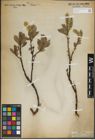 Foto von Salix lanata L.